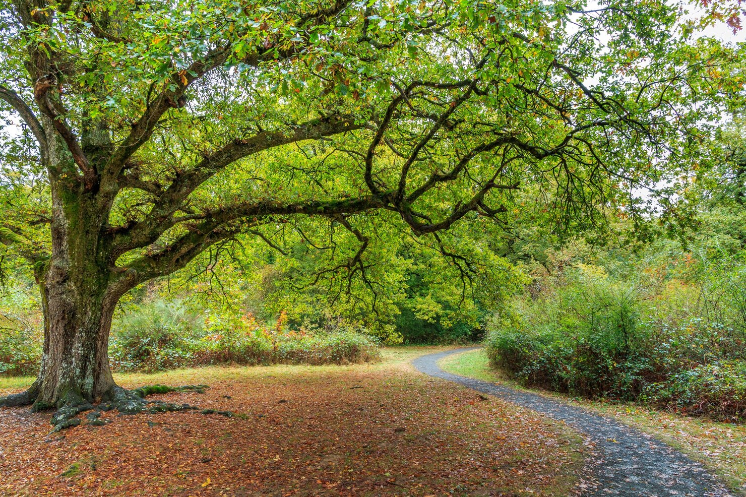 Sentiero all'aperto tra gli alberi in una giornata luminosa